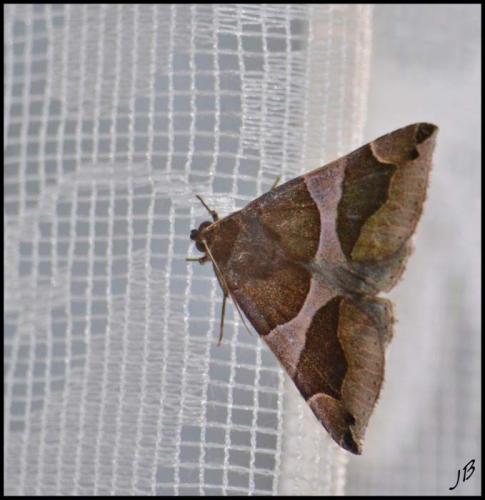 Réf. 185 871 : Dysgonia algira